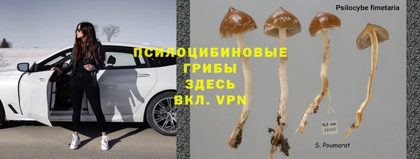 стаф Ельня