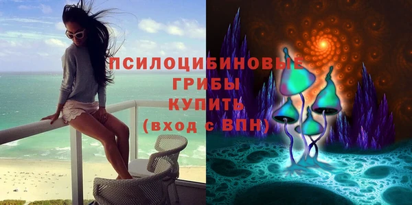 стаф Ельня